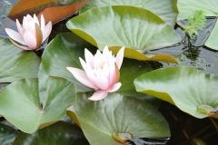 Gyujtemeny-sajat_novenyeim_10