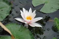 Gyujtemeny-sajat_novenyeim_11