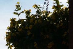 tetoterasz_csepegteto_ontozorendszer_4ker_03
